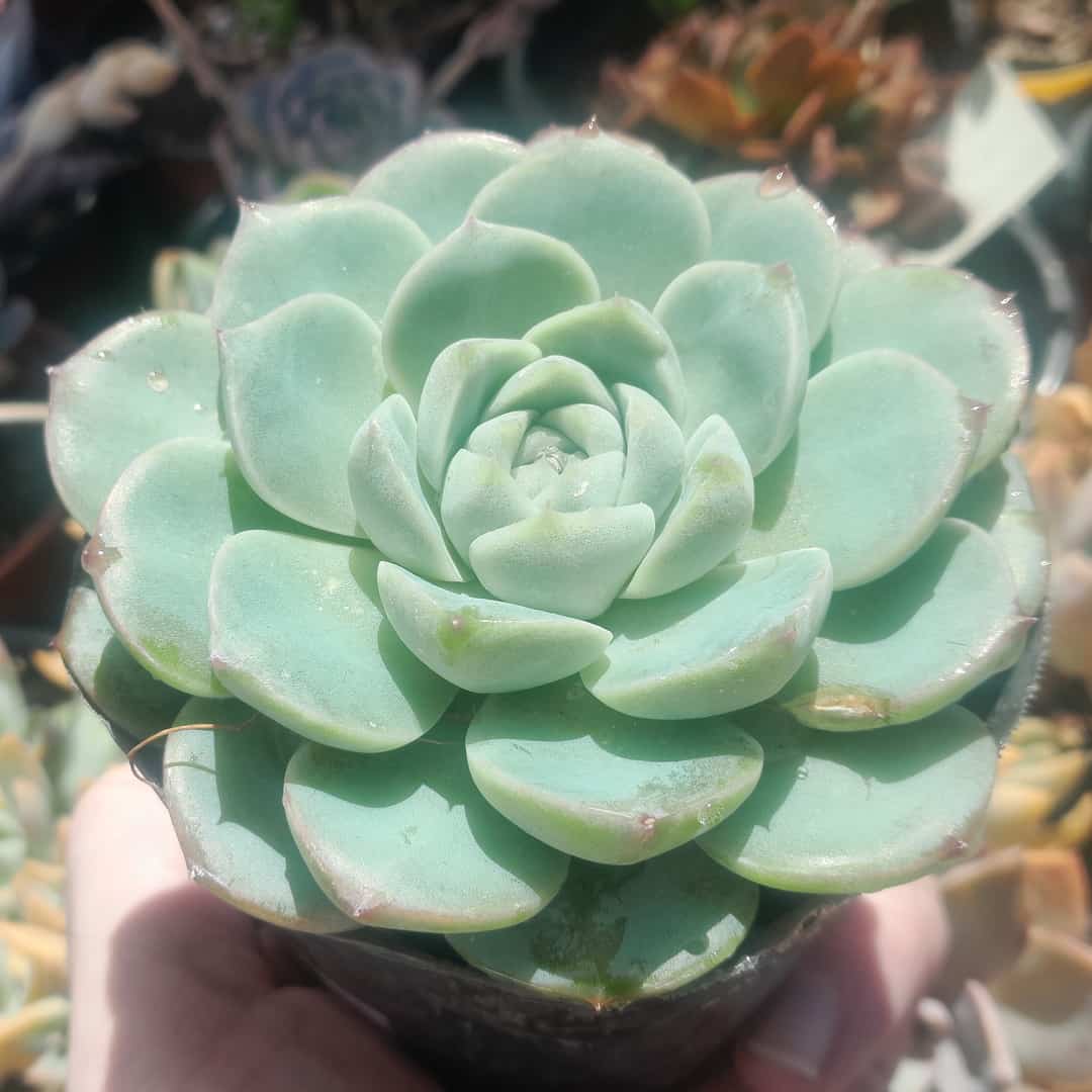 Echeveria Red Velvet