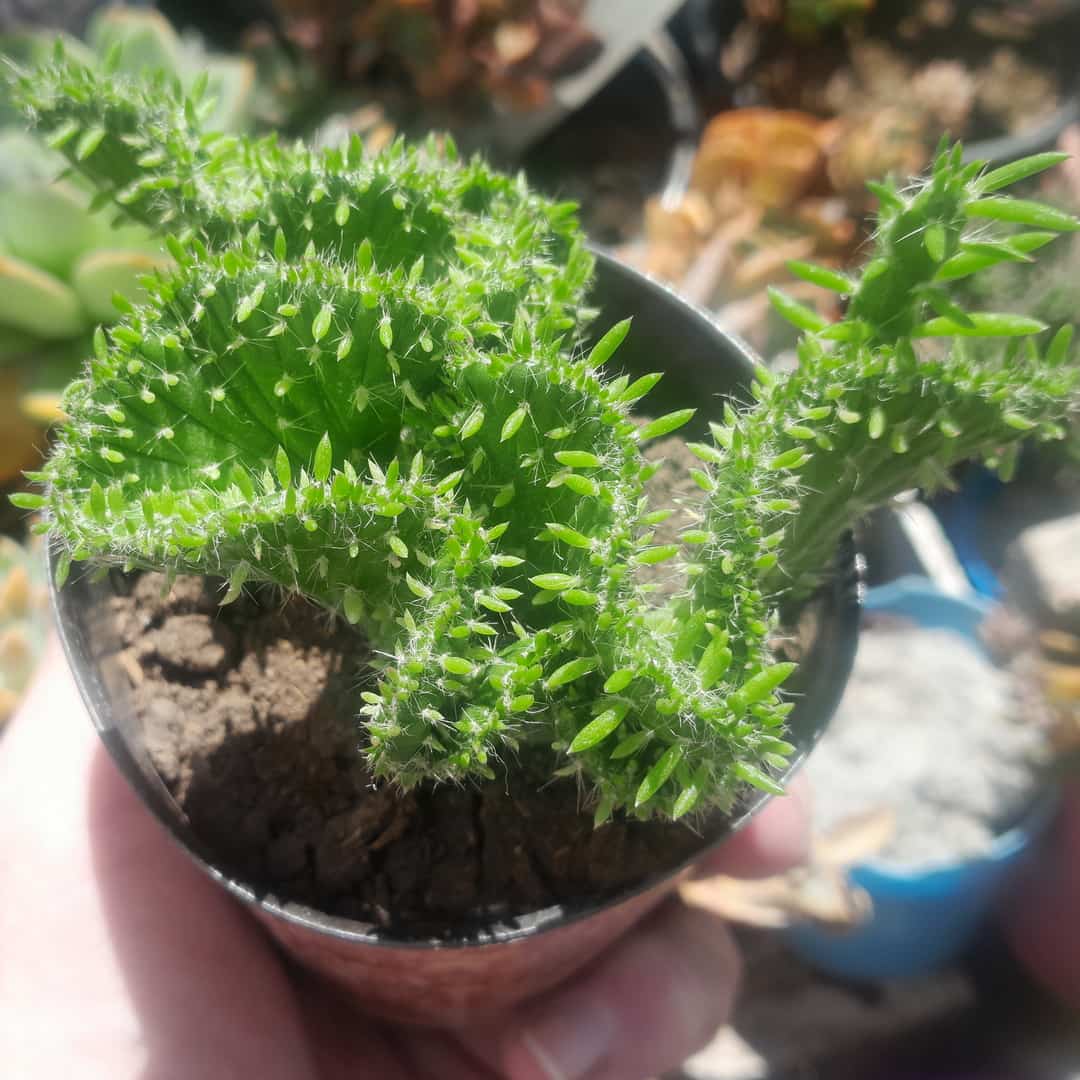 Austrocylindropuntia vestita