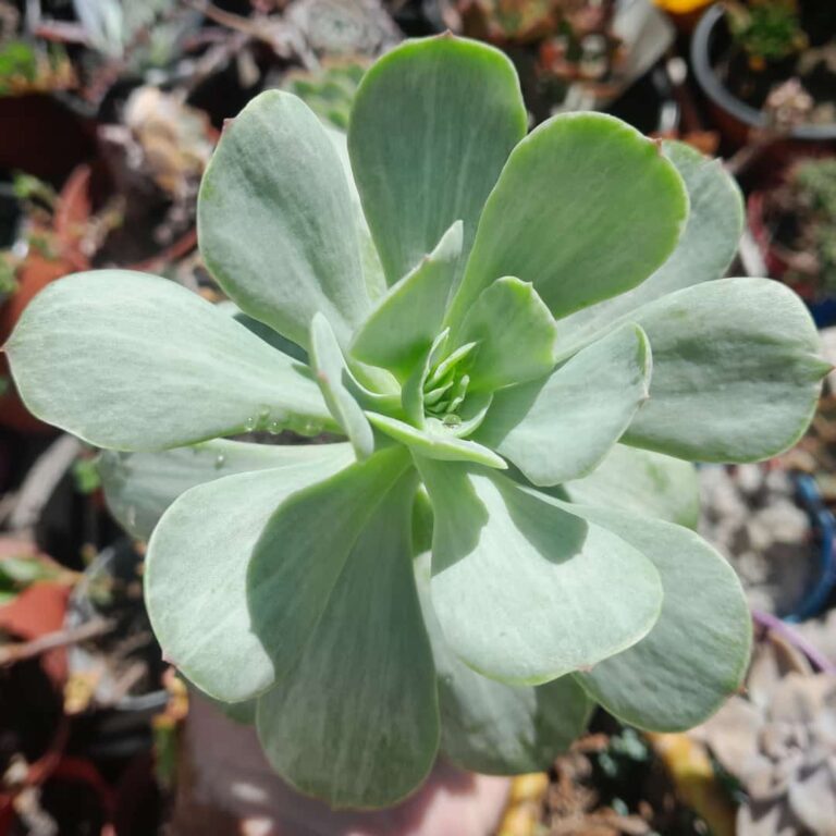 Echeveria Momoca Variegada