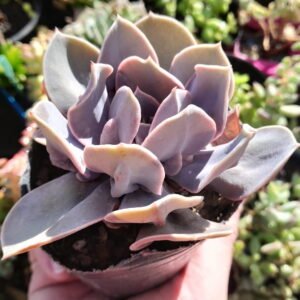 Echeveria Valkyrie Trumpet