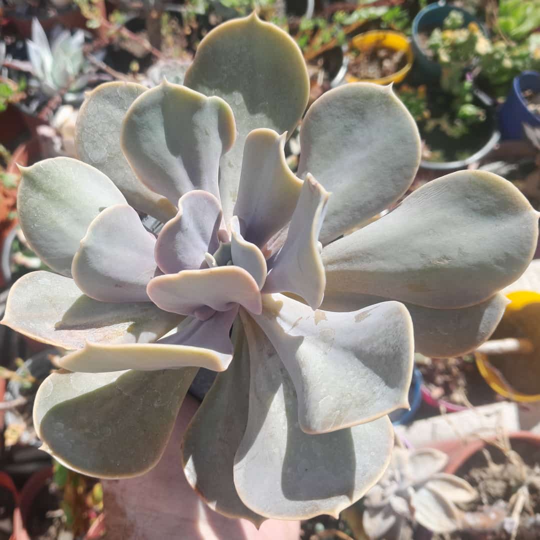 Echeveria Valkyrie Trumpet