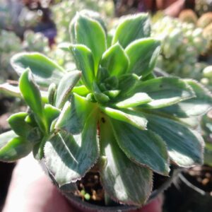 Aeonium Haworthii Variegada