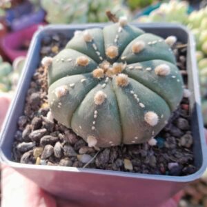 Astrophytum asterias