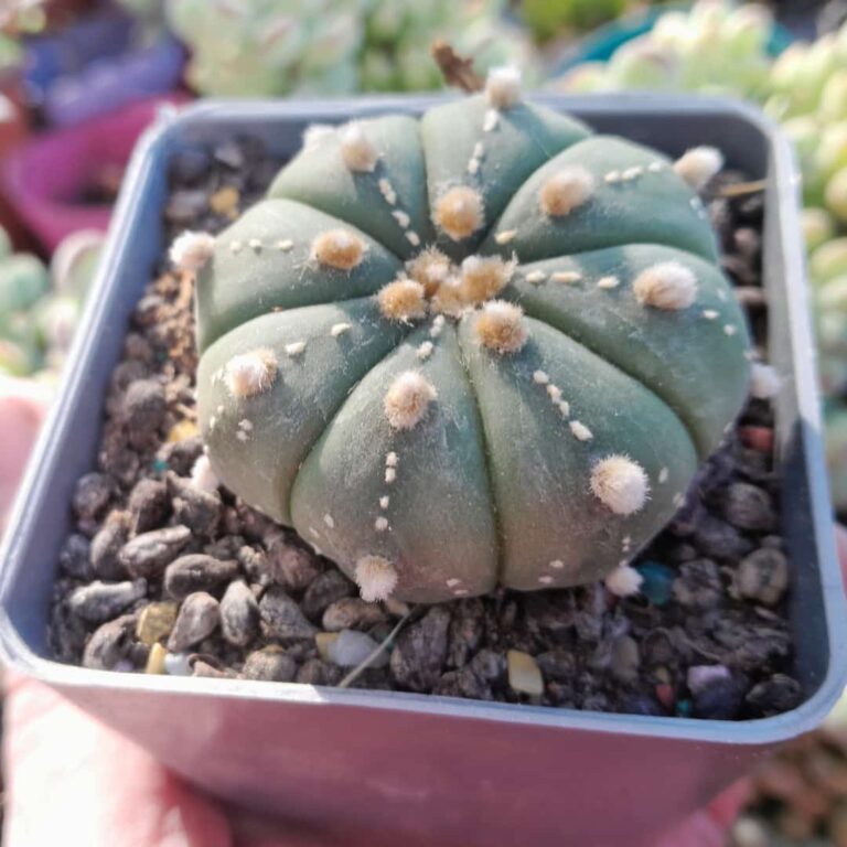 Astrophytum asterias