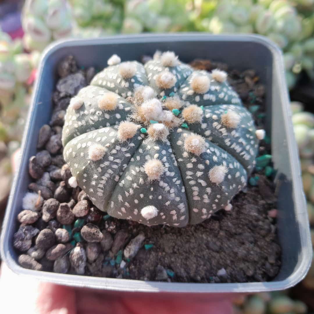 Astrophytum asterias