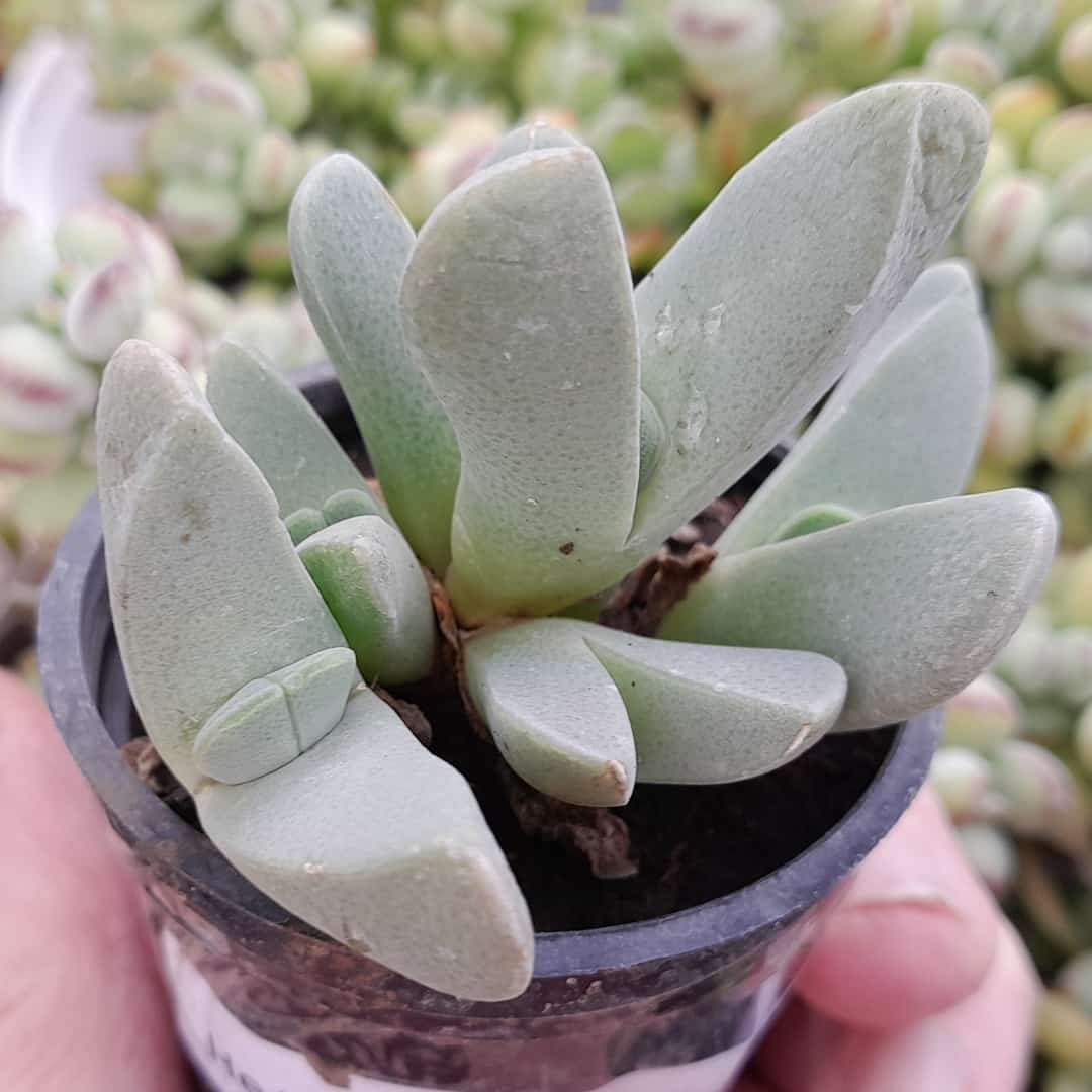 Cheiridopsis Purpurea