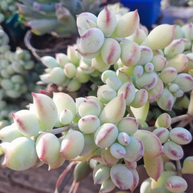 Cotyledon Pendens