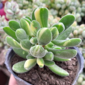 Crassula rogersii variegada