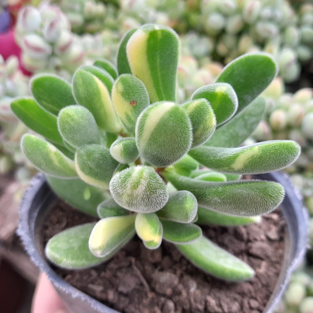 Crassula rogersii variegada
