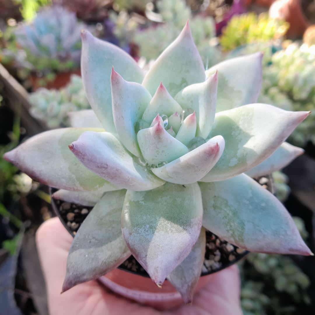 Echeveria Colorata Tapalpa