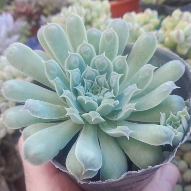 Echeveria Heart's Choice