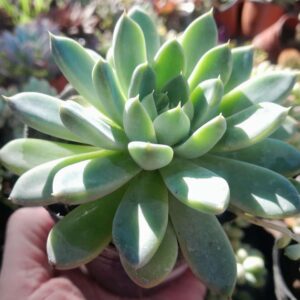 Echeveria Panda