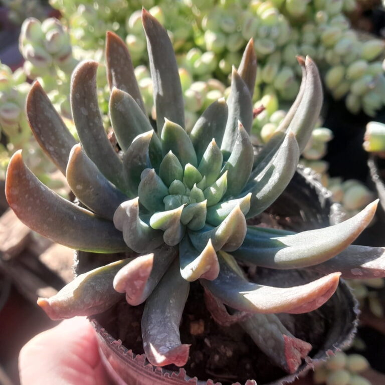 Echeveria Rumba