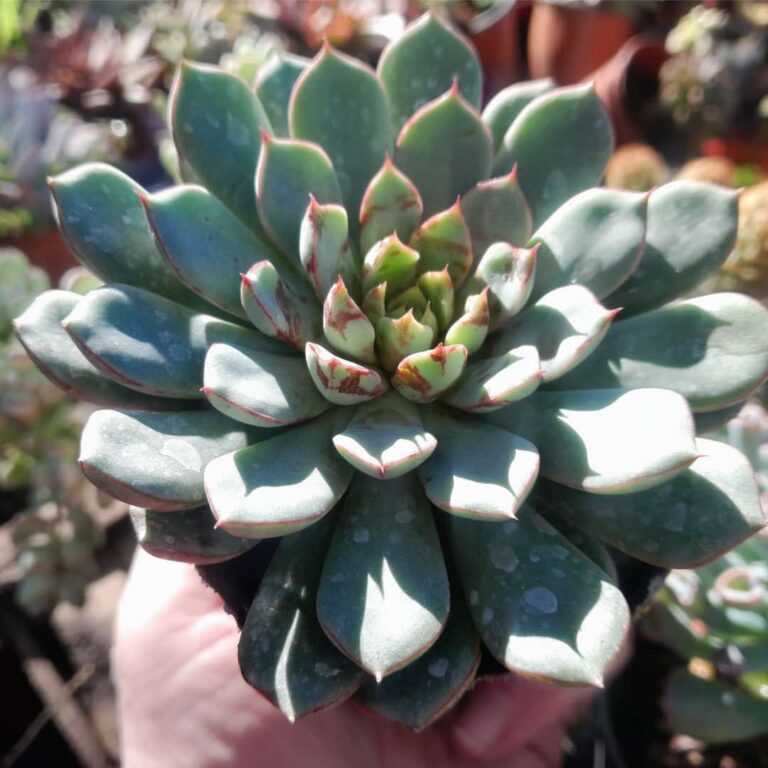 Echeveria Shallow