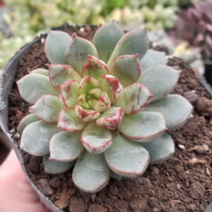 Echeveria Swallow