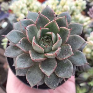Echeveria Yamatomini