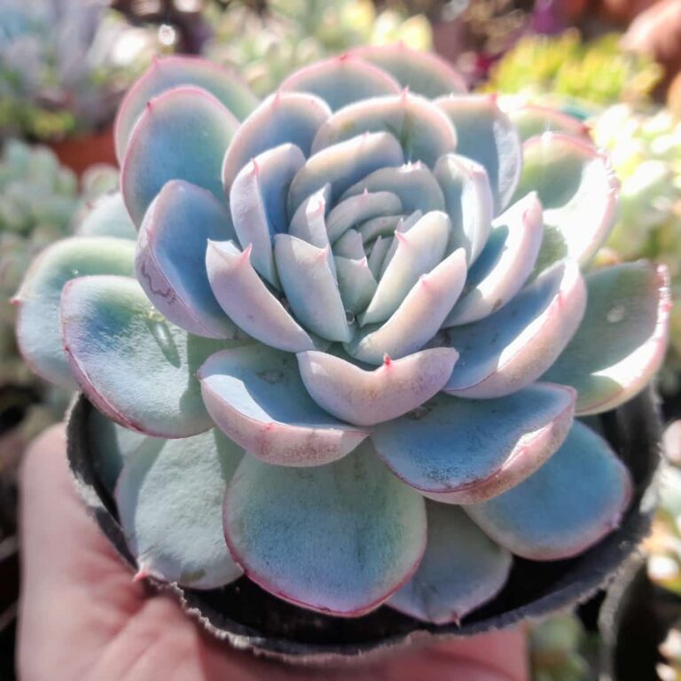 Echeveria elegans Potosina