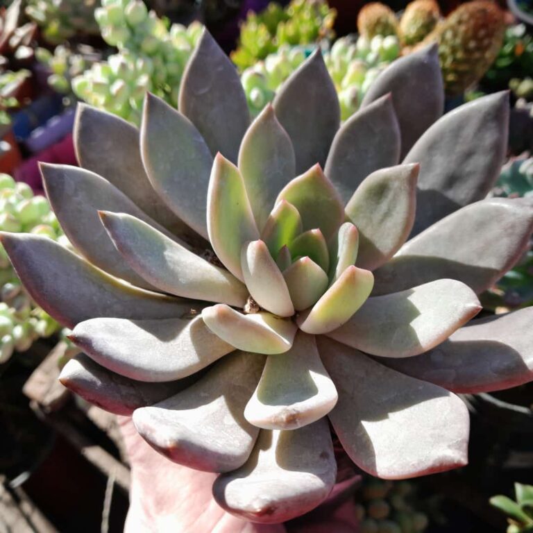 Echeveria laui x tobarensis