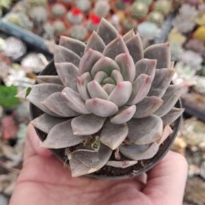 Echeveria laui x tobarensis