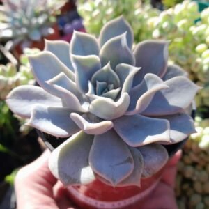 Echeveria lilacina