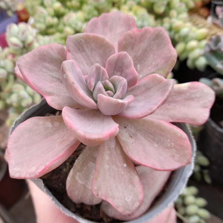 Graptoveria Mrs Richards