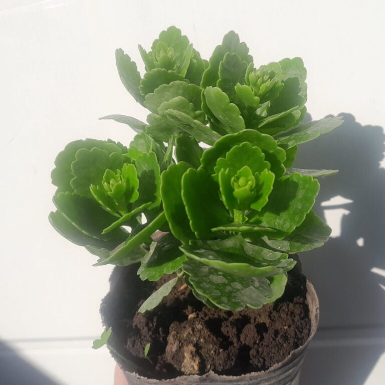 Kalanchoe blossfeldiana