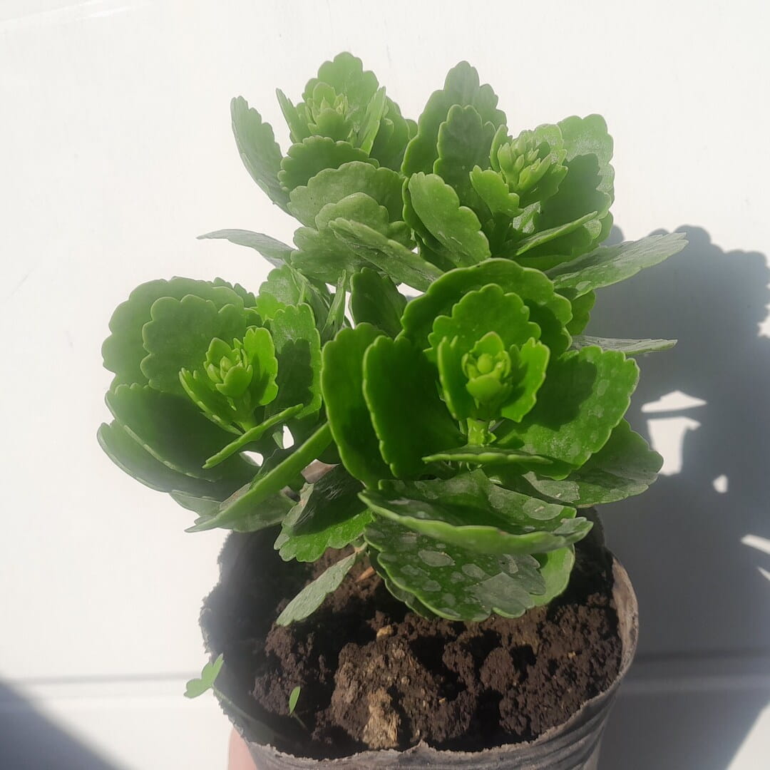 Kalanchoe blossfeldiana