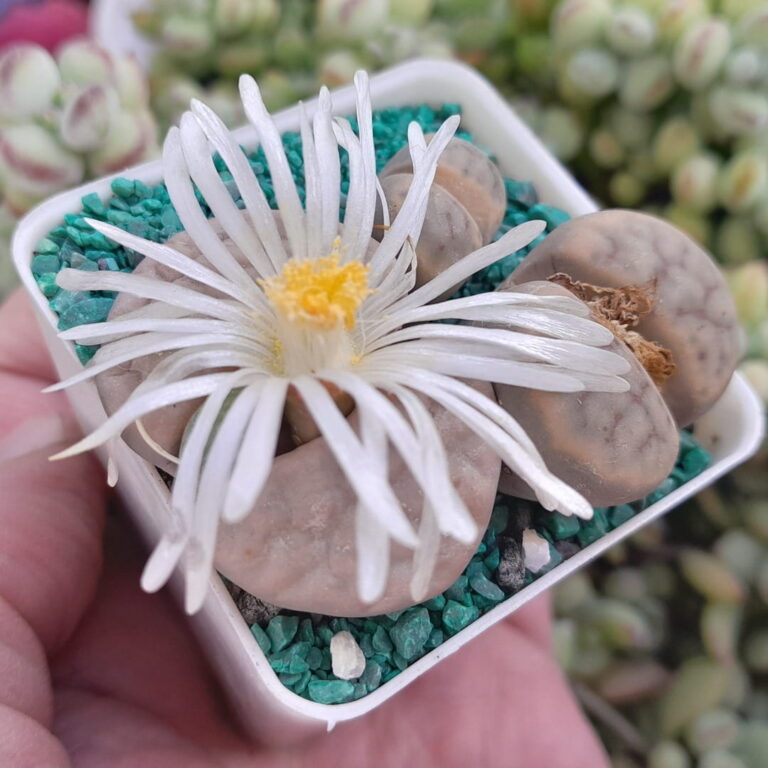 Lithops Triples