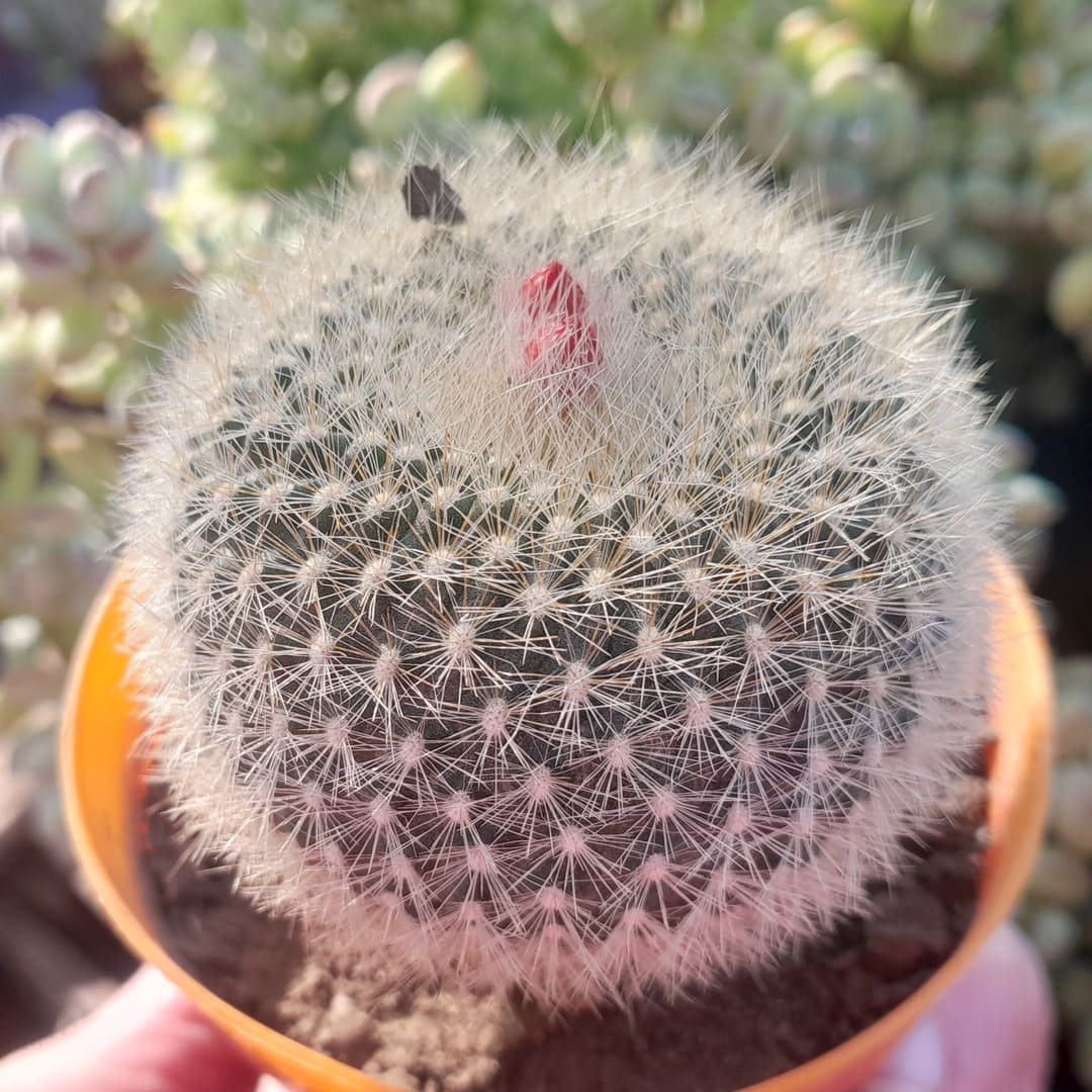 Parodia haselbergii