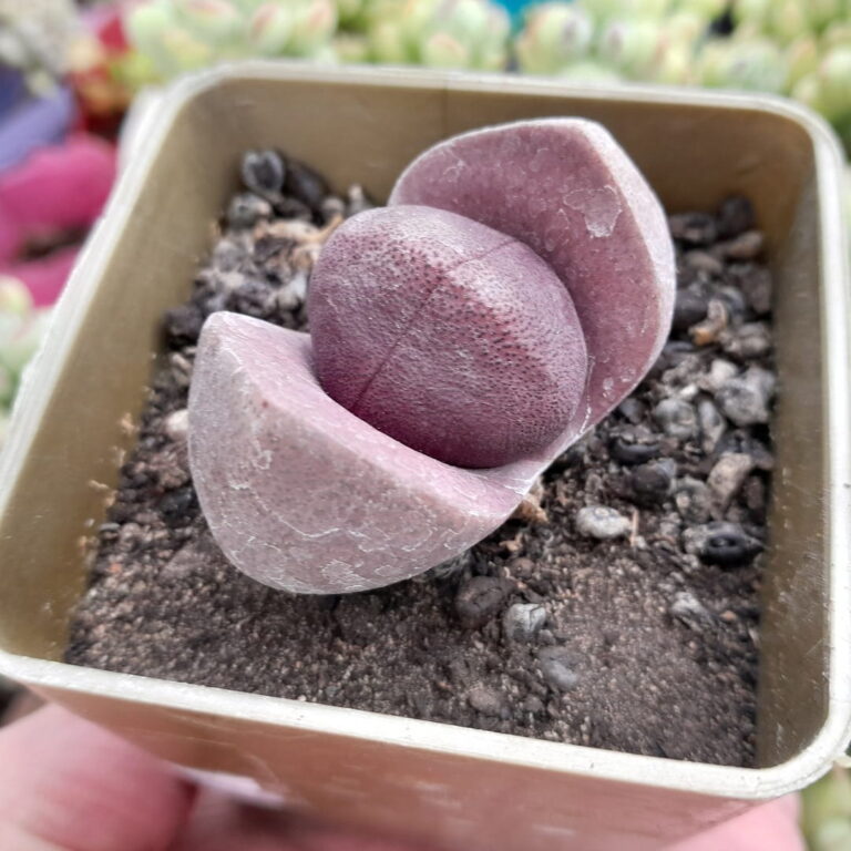 Pleiospilo Royal Flush