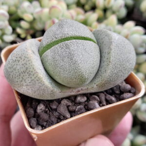 Pleiospilos Nelii