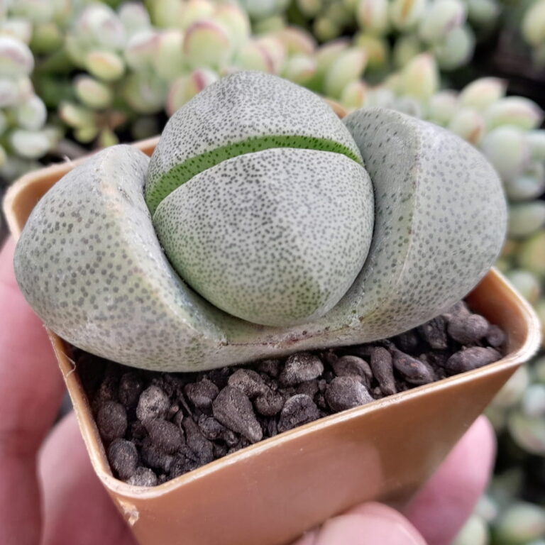 Pleiospilos Nelii