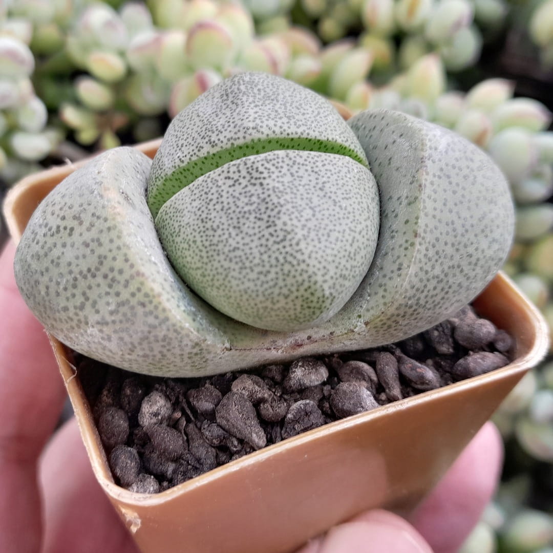 Pleiospilos Nelii