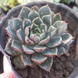 Echeveria Yamatomini
