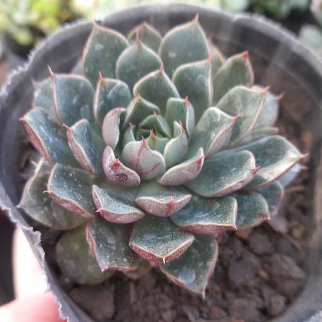 Echeveria Yamatomini
