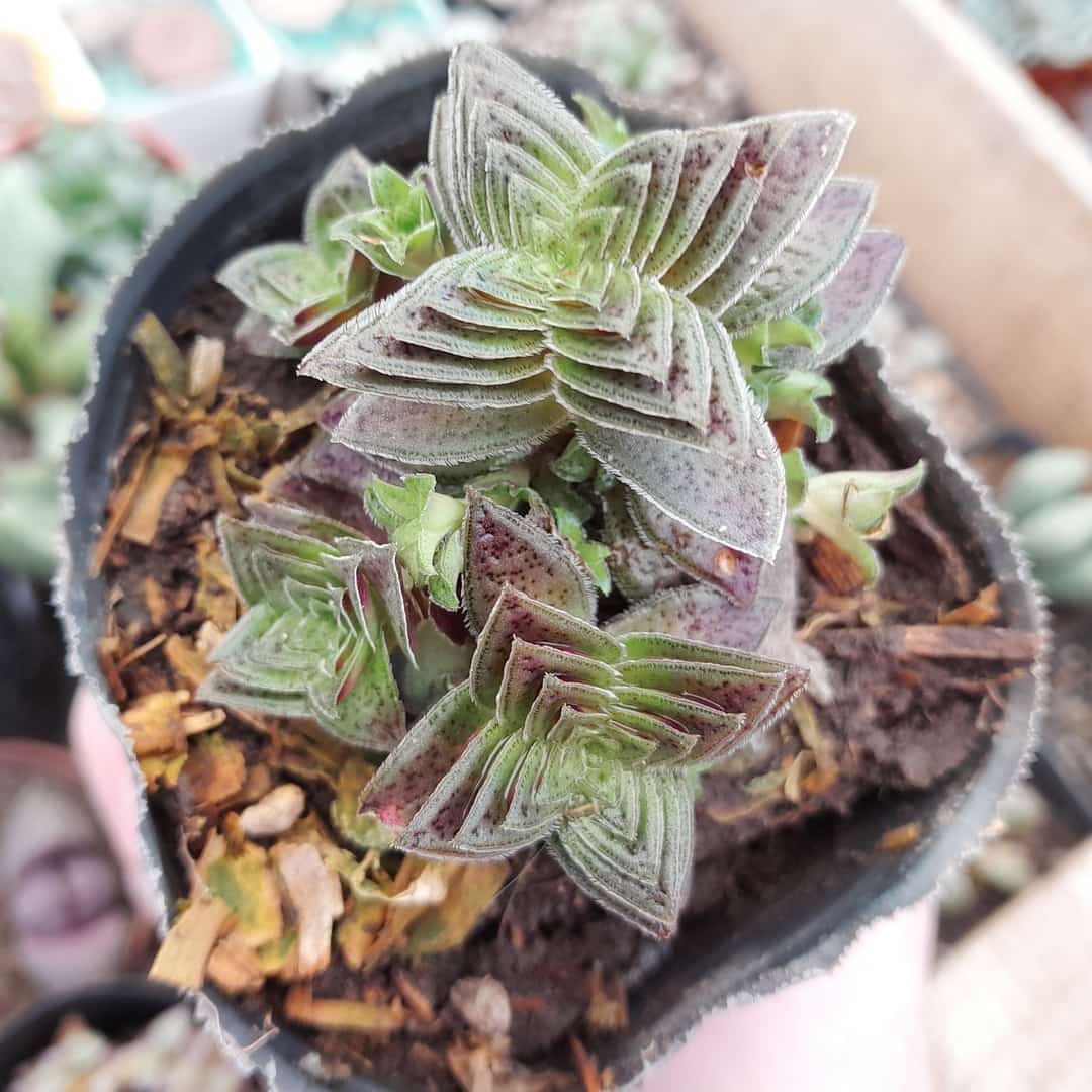 Crassula capitella Red Pagoda