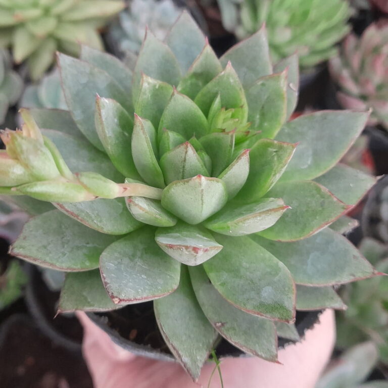 Echeveria Glory