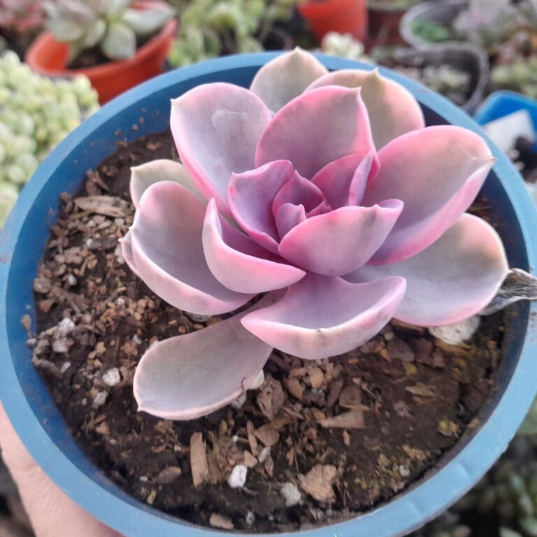 Echeveria Rainbow