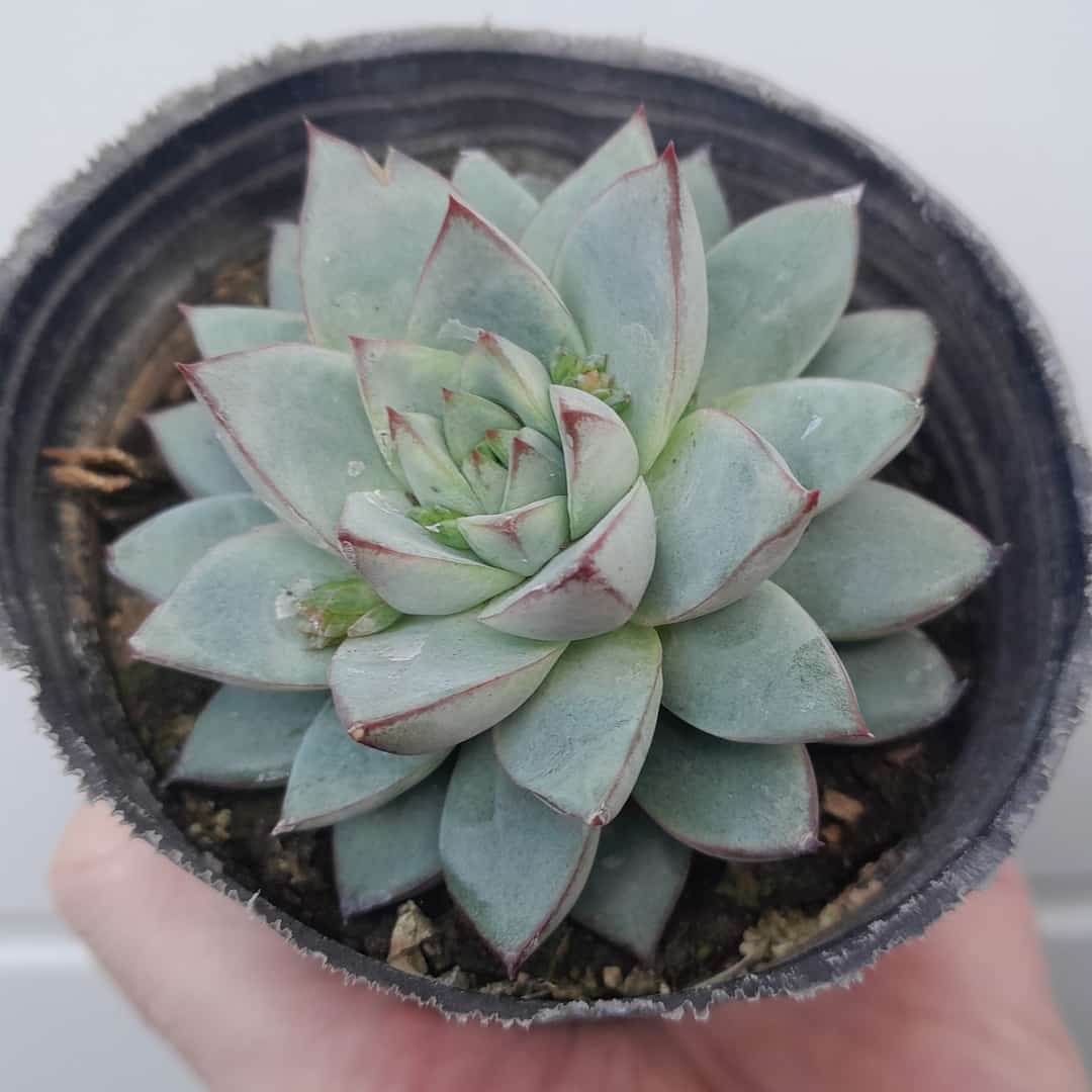 Echeveria Rosa de Alabastro