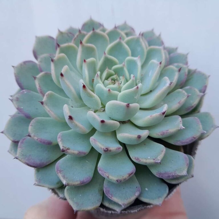 Echeveria Sarahime