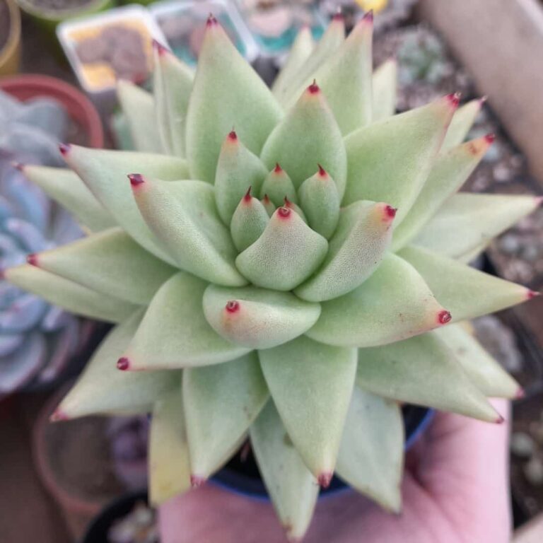 Echeveria agavoides Corderoyi