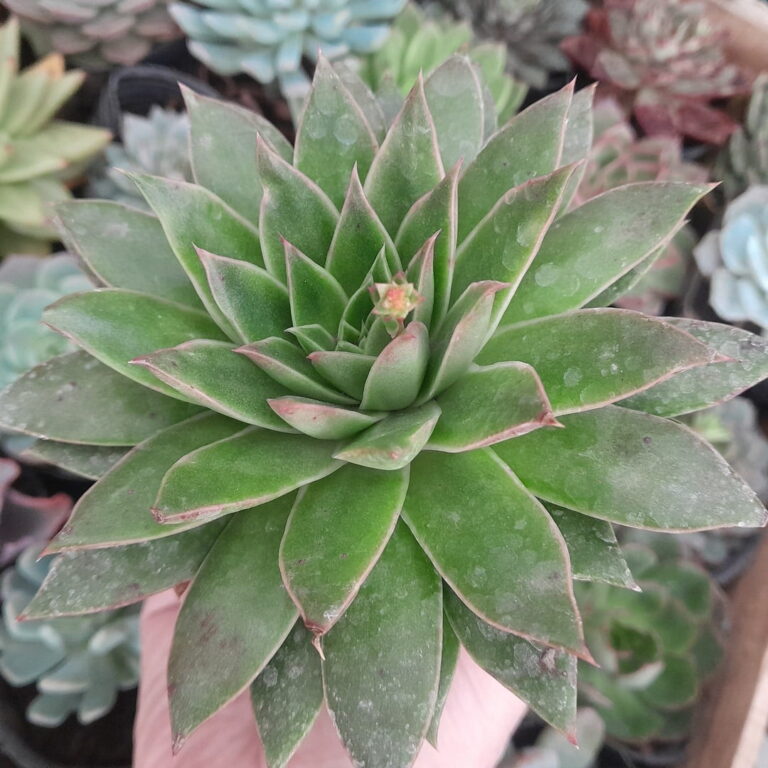 Echeveria hyalina