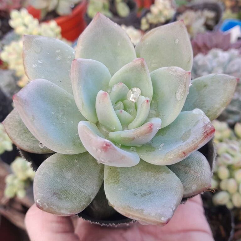 Echeveria pink champagne
