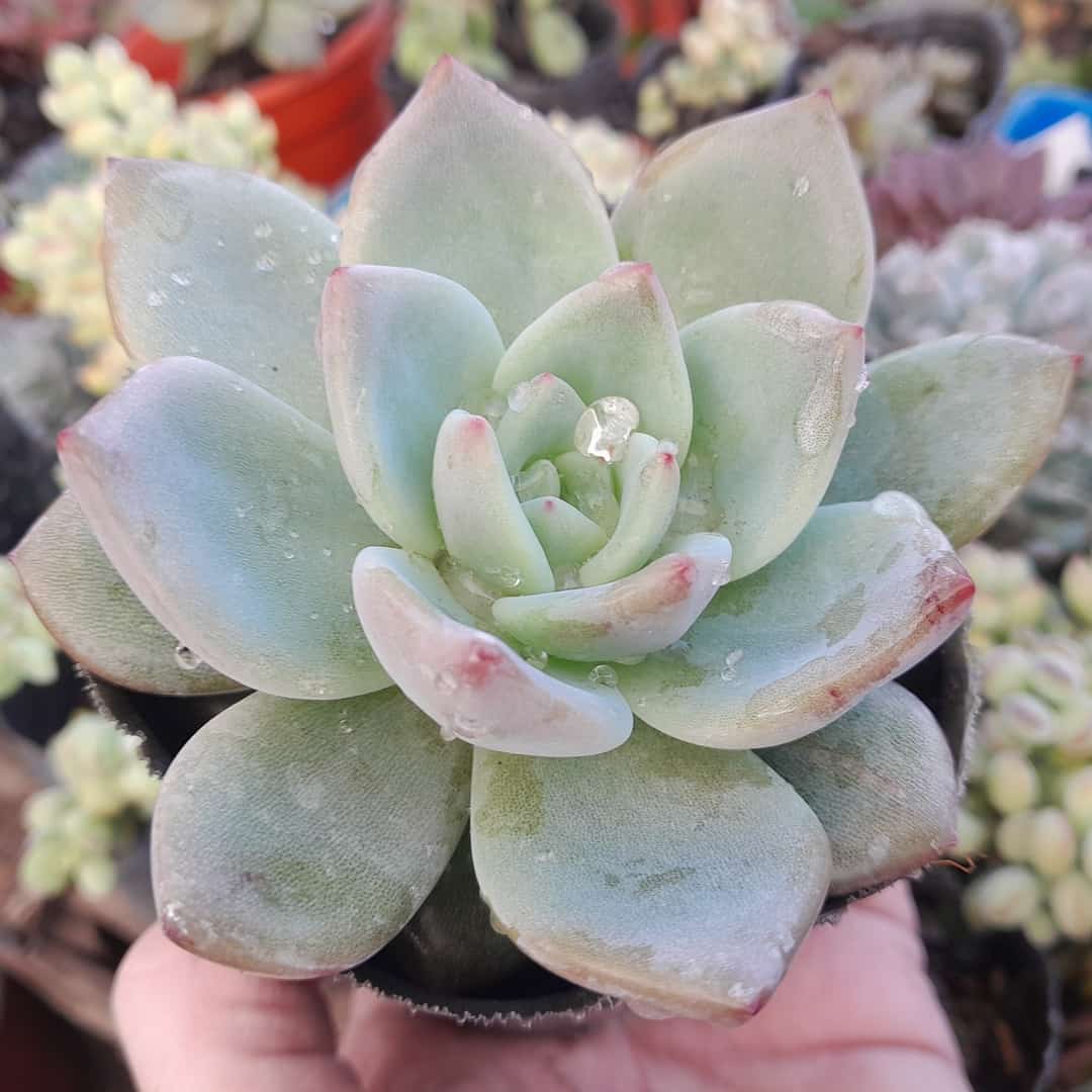 Echeveria pink champagne