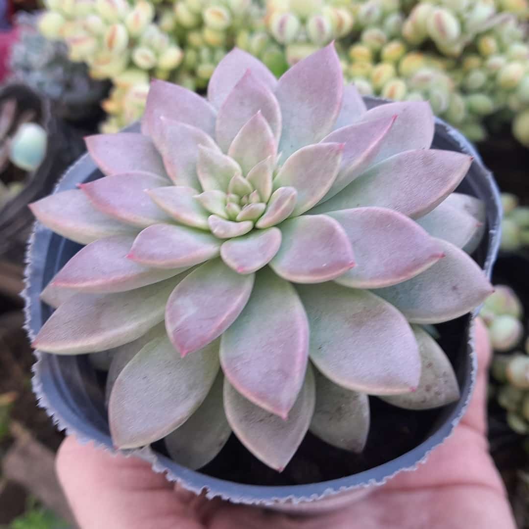 Graptopetalum Hermes