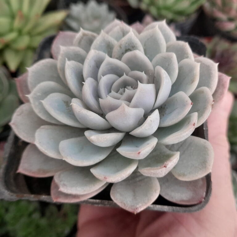 Graptoveria filiferum x lilacina