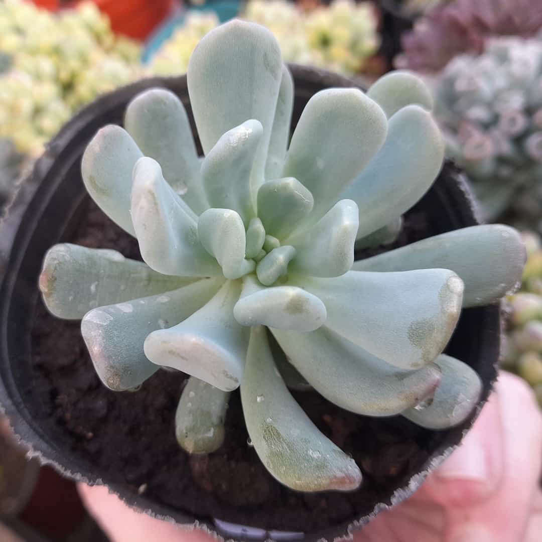 Pachyveria Clavifolia