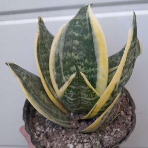 Sansevieria trifasciata Enana Variegata Hahnii