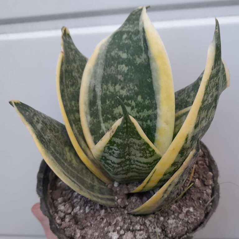 Sansevieria trifasciata Enana Variegata Hahnii
