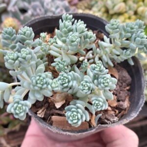 Sedum Dasyphyllum major